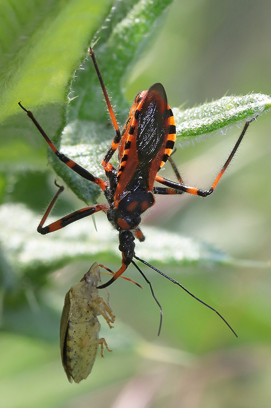 Rhynocoris iracundus?